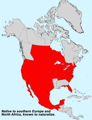 North America species range map for Centaurea solstitialis: North America species range map for Centaurea melitensis: Click image for full size map